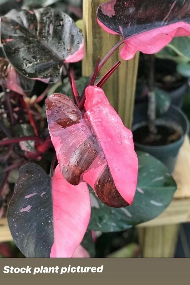 Pink princess philodendron 4" pot