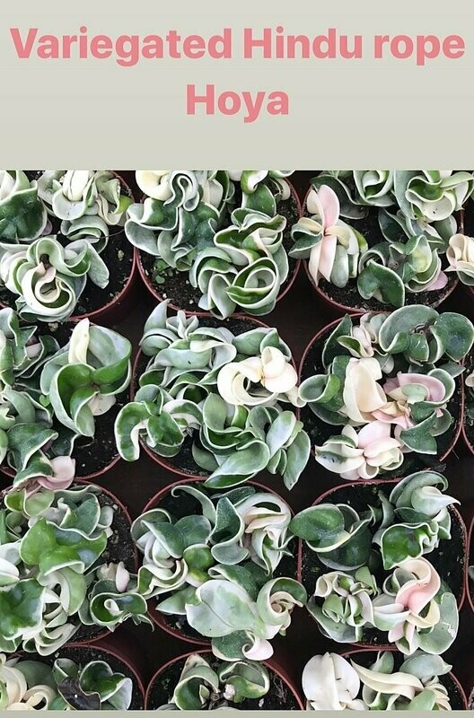 Variegated Hoya compacta