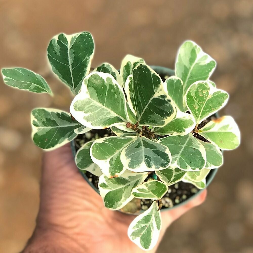 Ficus triangularis- 4” pot - SPECIAL PRICE!!!!!!