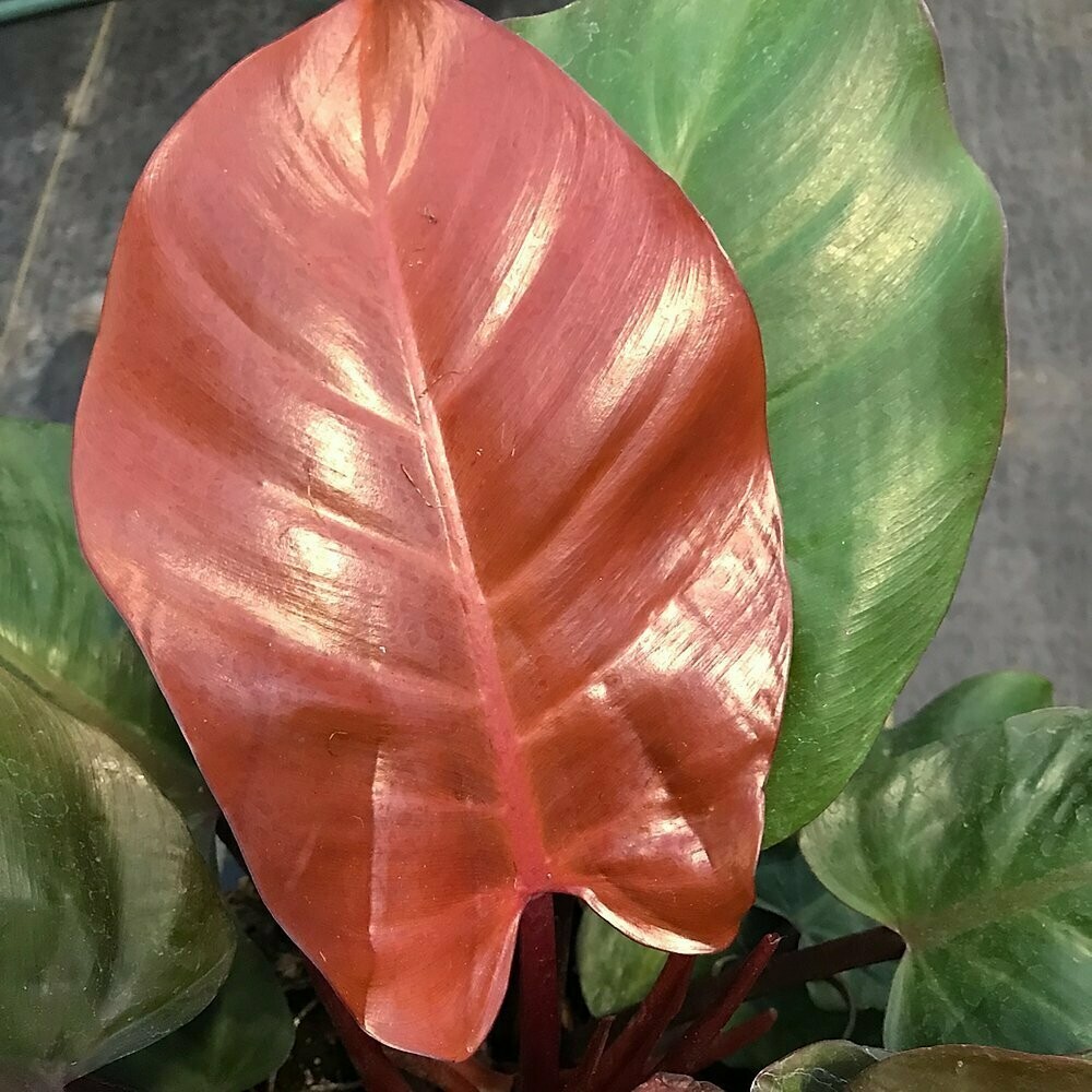 Philodendron ‘Mccolley’s finale’