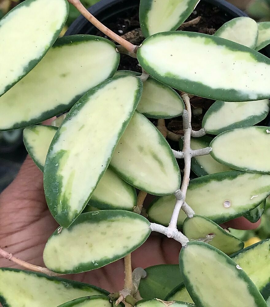 Hoya verticillata - VERY RARE