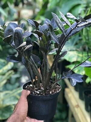 Large Raven ZZ (potted)