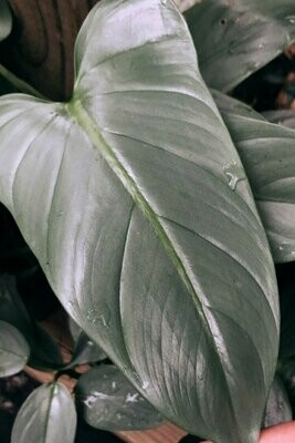 Philodendron 'Silver sword' - SPECIAL PRICE!!!