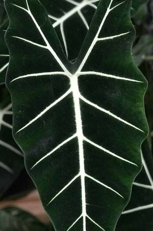 4” Alocasia frydek