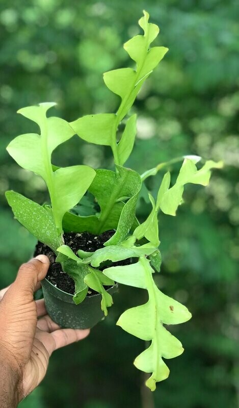 4.5” fern cactus