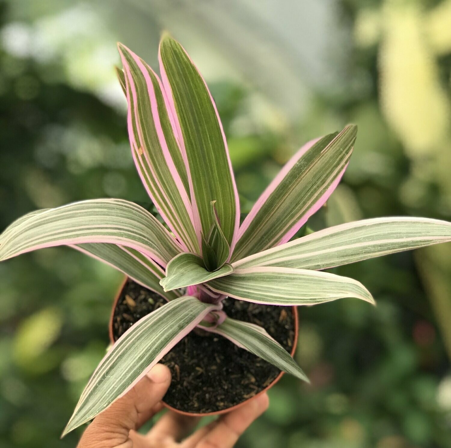 Tradescantia spathacea