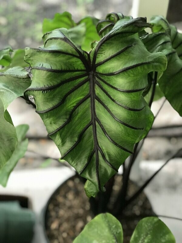 Colocasia 'Pharoah's Mask'