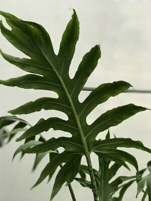 Alocasia branchifolia