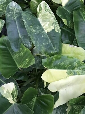 Variegated Philodendron 'Burle-marx'