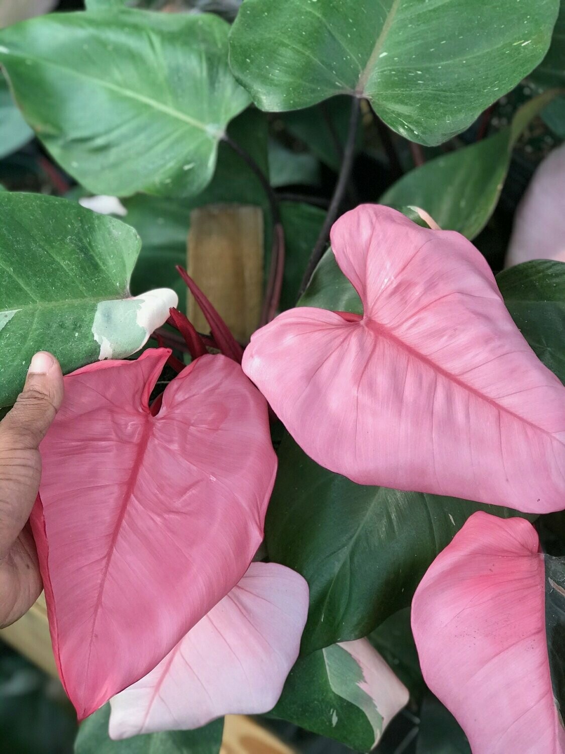 Philodendron Pink Princess - OPTION 2 ***SHIPS AFTER 5/15