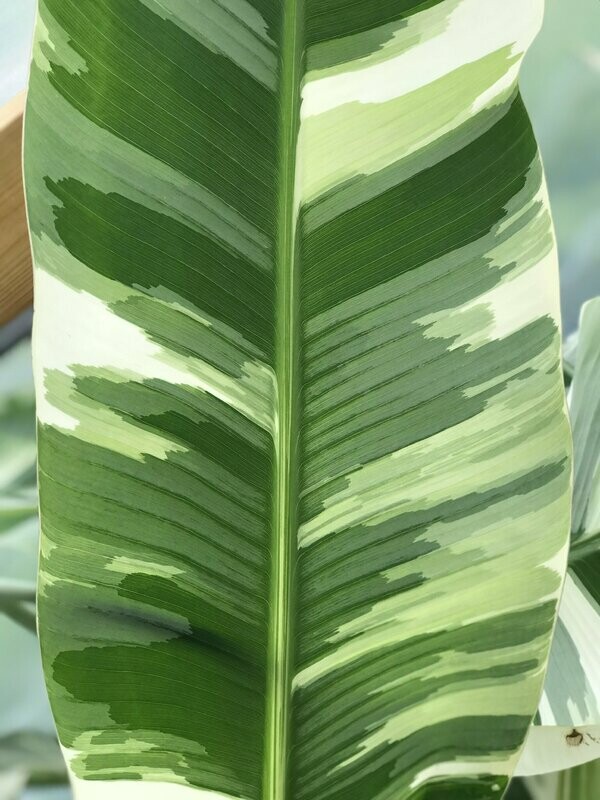 Variegated Florida banana  - NOT FROM TC ***AVAILABLE FOR PICK UP AND SHIPPING AFTER 10/1