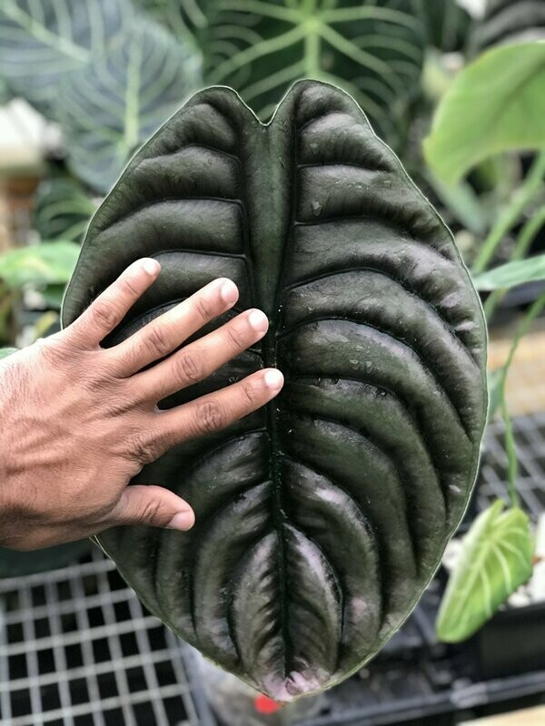 Alocasia cuprea 4"