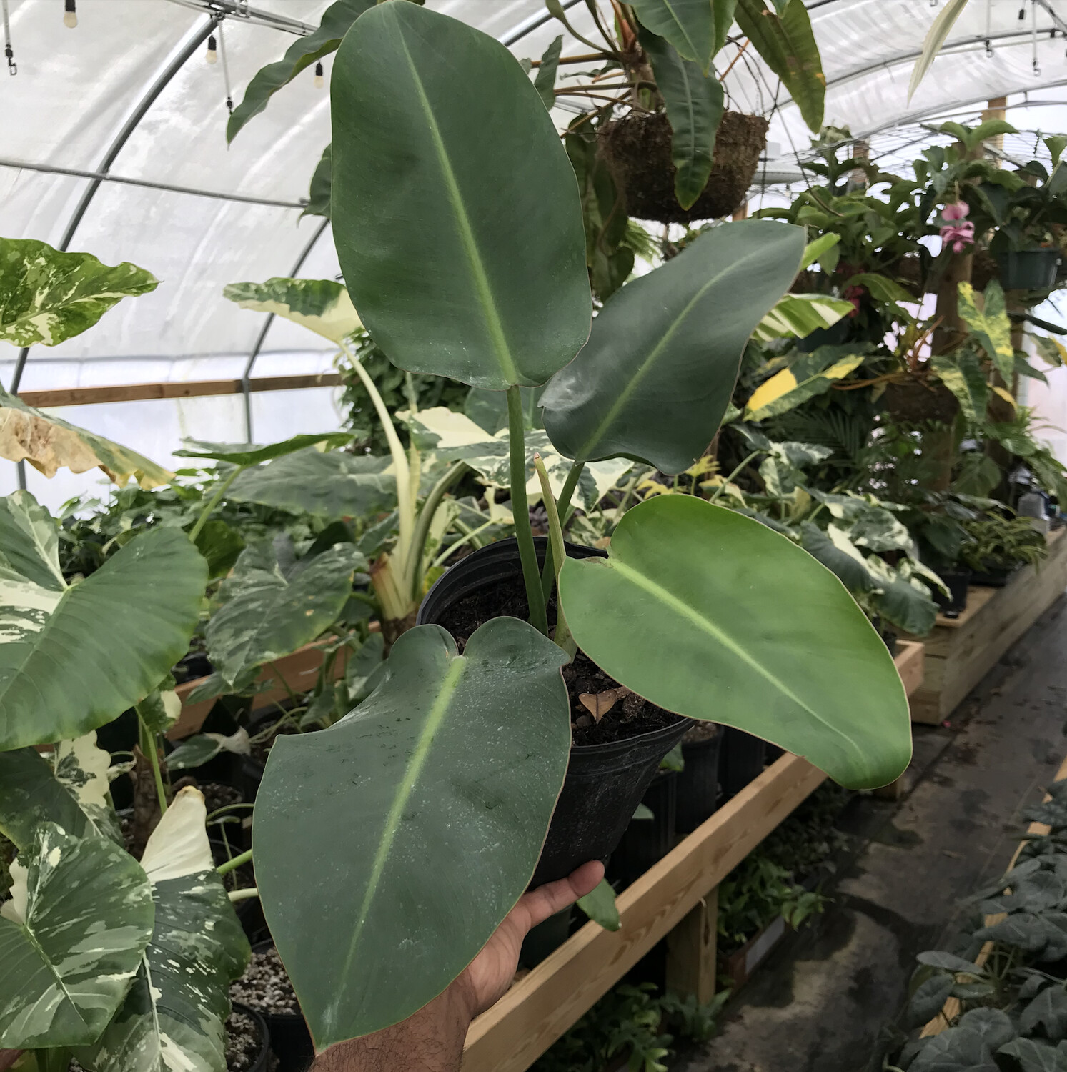 Philodendron Renauxii