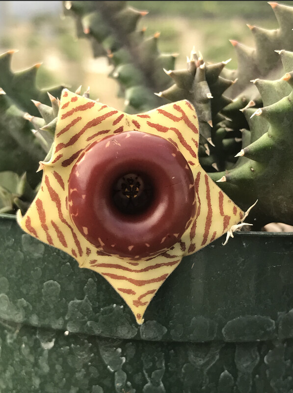 Lifesaver cactus (Huernia zebrina)