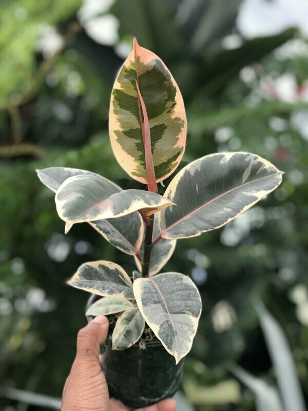 Ficus teneke