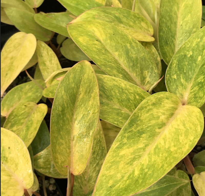 Philodendron 'Painted lady' 4"