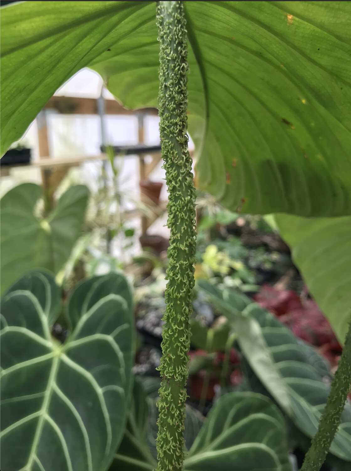 Philodendron sp. 'Fuzzy Petioles'