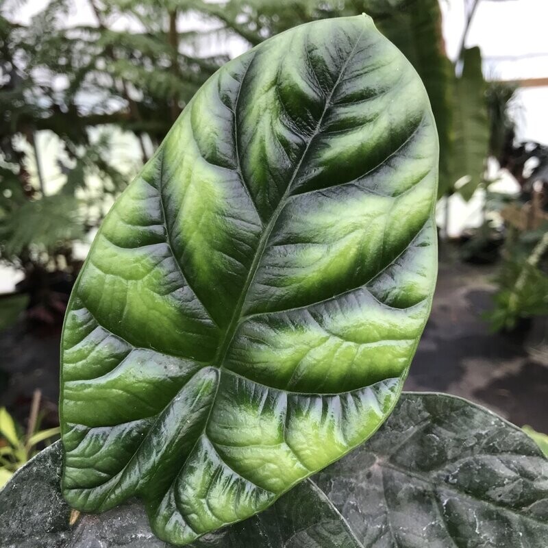 Alocasia sinuata 'Quilted Dreams'