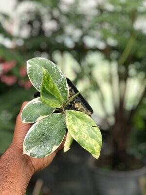Hoya incrassata 'variegata'