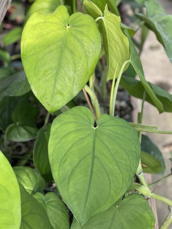 EXTRA LARGE Syngonium chiapense