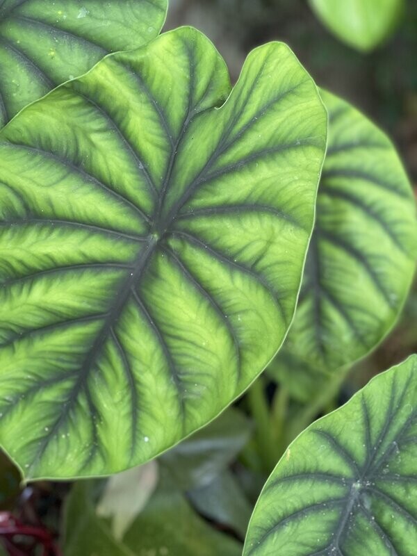 Alocasia clypeolata
