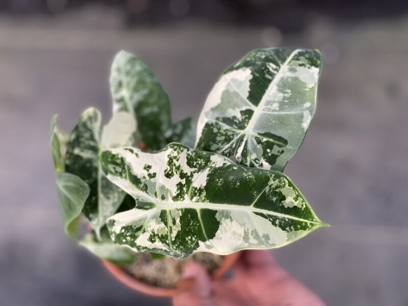 Variegated Alocasia Frydek - ULTRA RARE!!!! SPECIAL PRICE!!!!!
