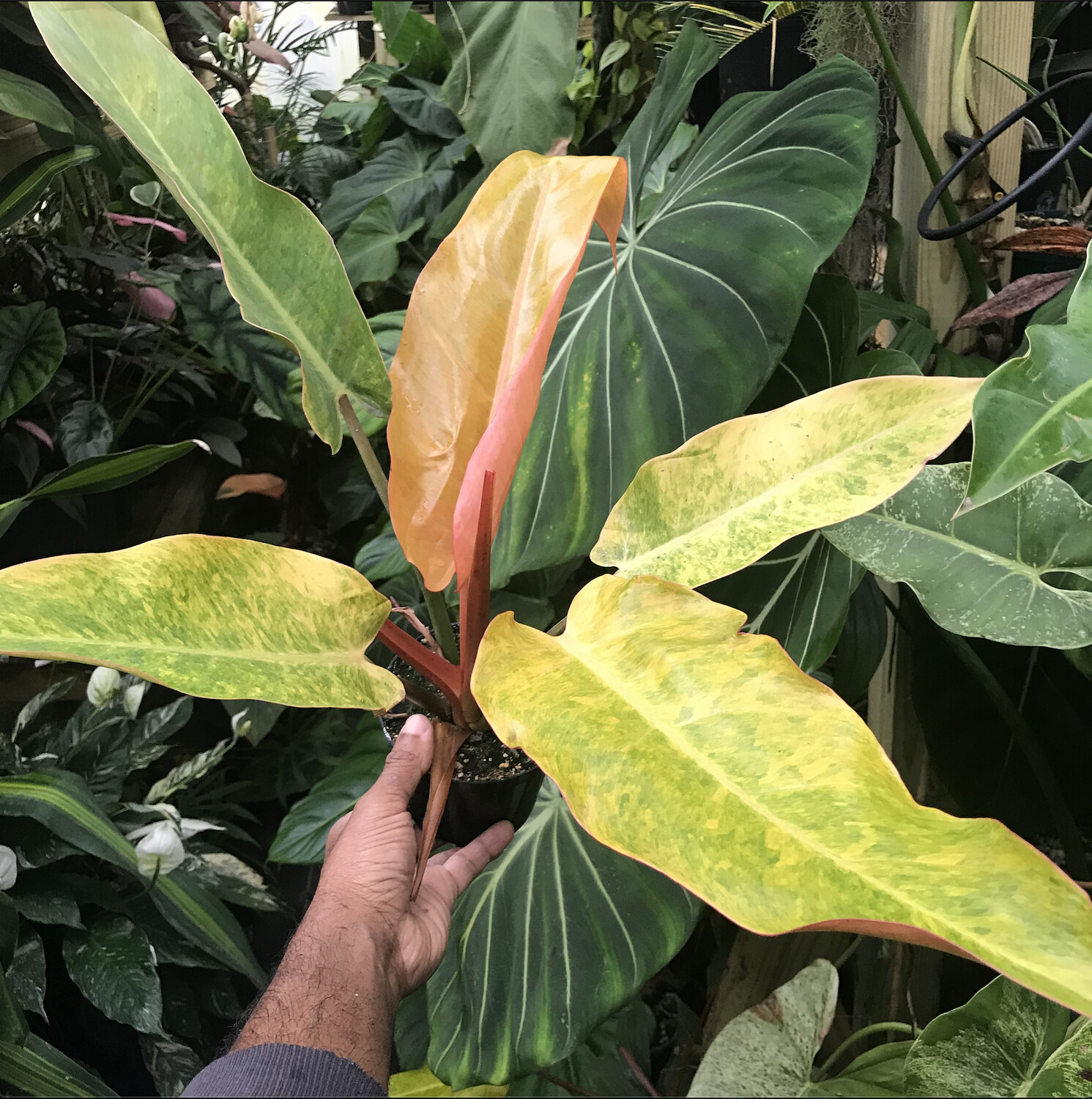 Philodendron 'Orange Marmalade'