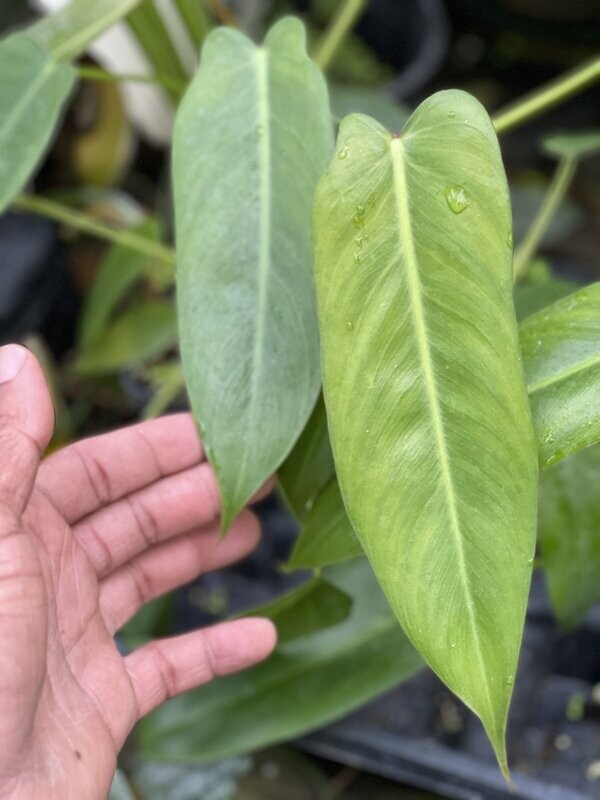 !!!!!!PHILODENDRON SPIRITUS-SANCTI!!!!!! SEED GROWN NOT TC.....SPECIAL PRICE!!!!!