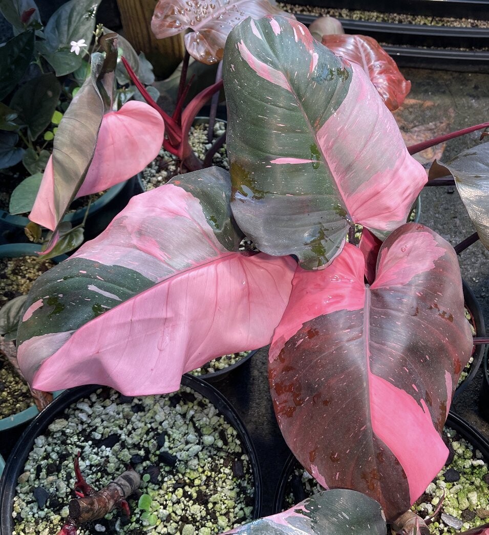 Philodendron Pink Princess 4" STARTER PLANT SPECIAL PRICE!!!!