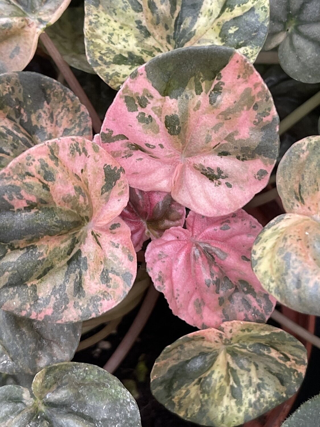 Pink lady peperomia