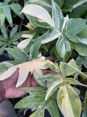 XXL Variegated Philodendron pedatum - SPECIAL PRICE!!!!!