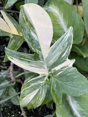 XXL Variegated Philodendron pedatum - SPECIAL PRICE!!!!!