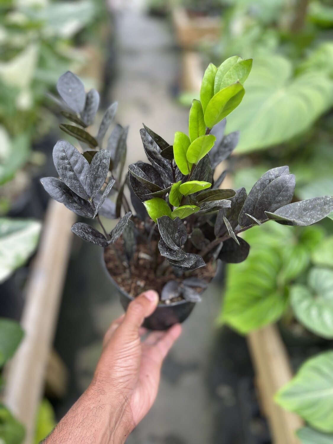 Large Raven ZZ (potted)