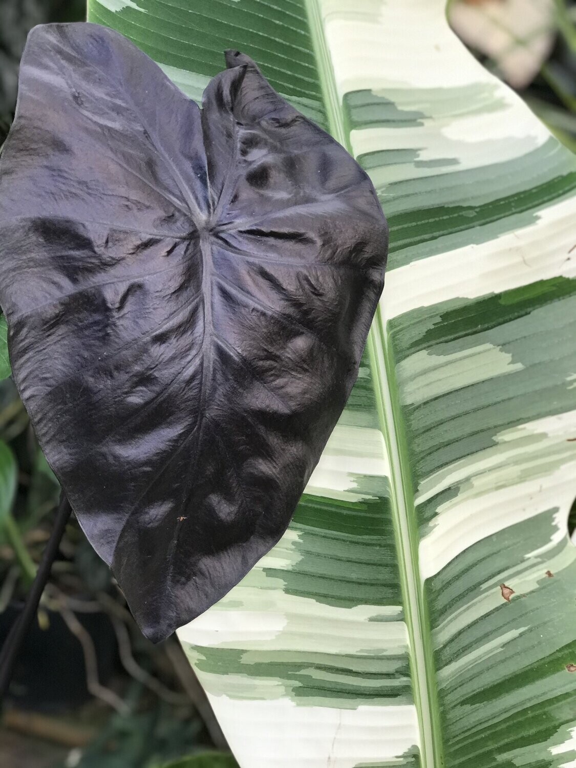 Colocasia 'Black Coral'