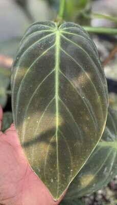 Philodendron gigas- SPECIAL PRICE!!!