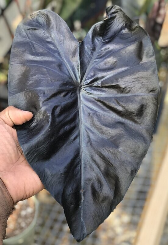 Colocasia 'Black Coral'