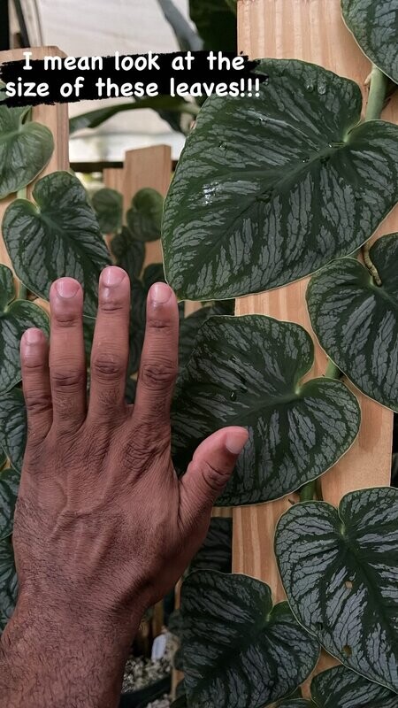 XXL Monstera Dubia SPECIMEN 36" wooden plank