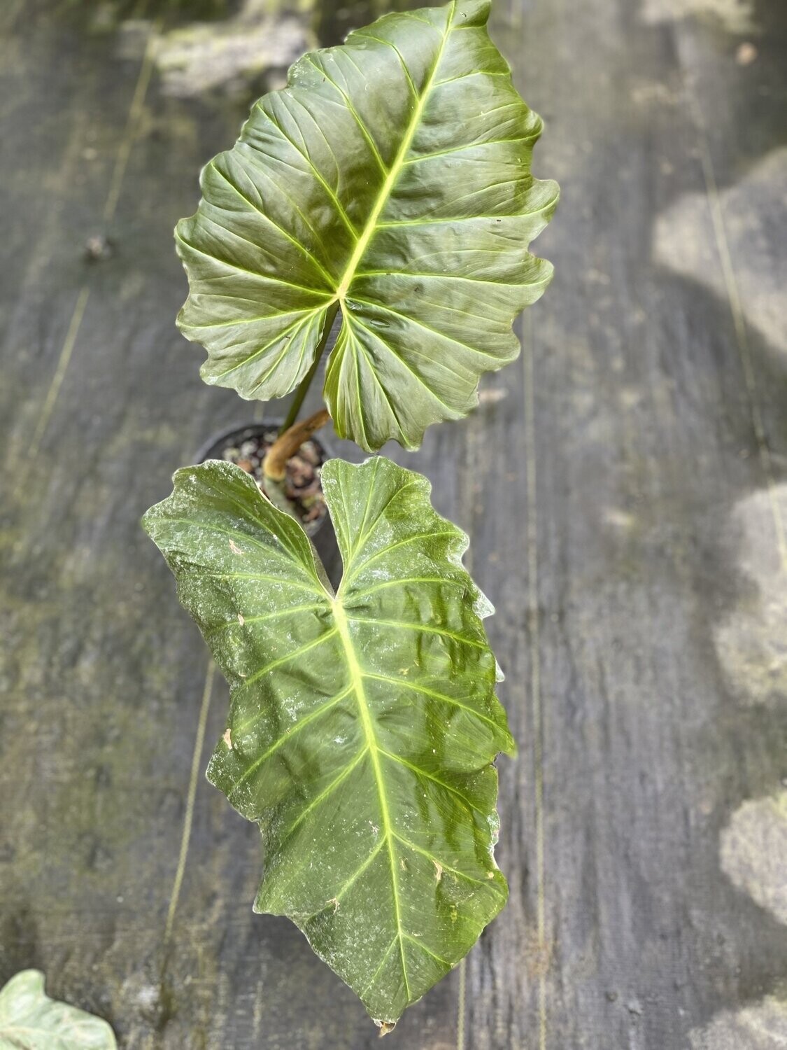 Philodendron corsinianum