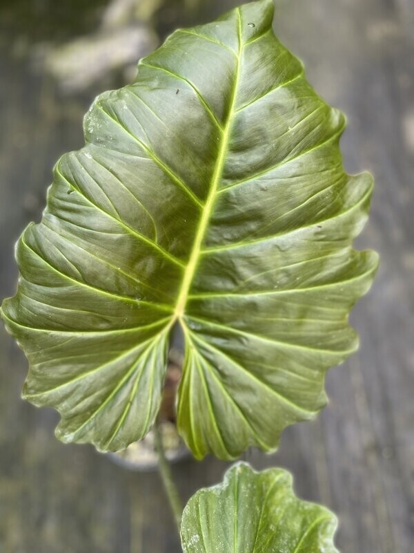 Philodendron corsinianum