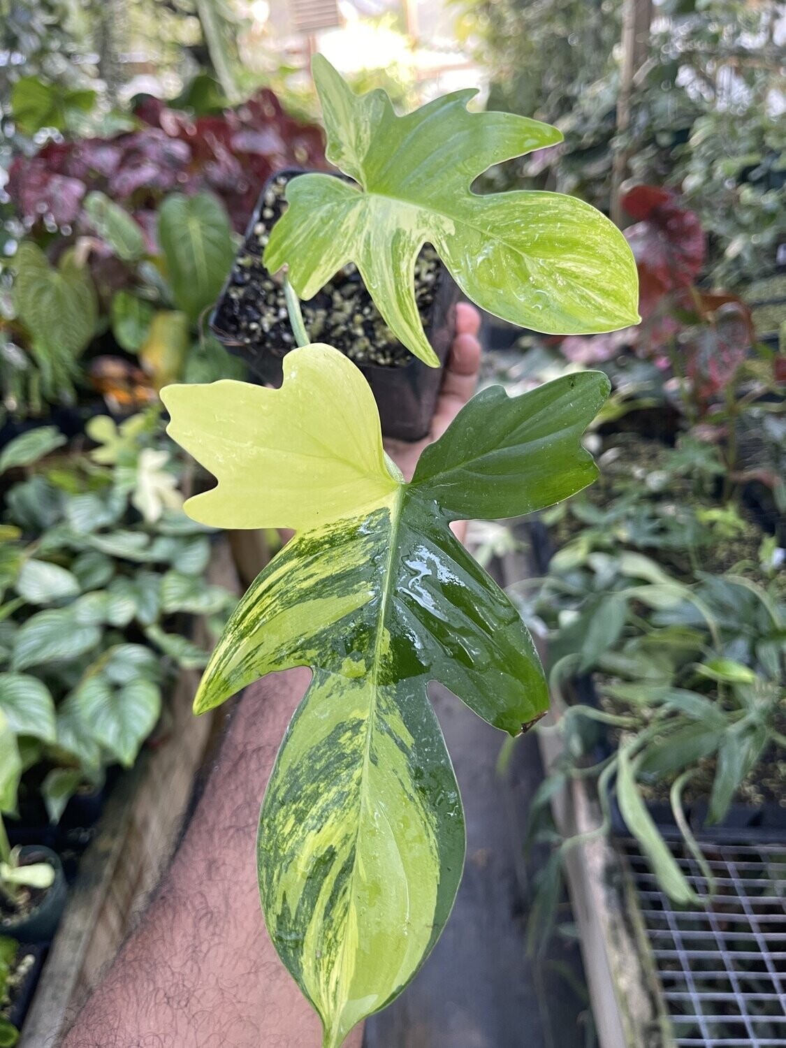 XXL Variegated Philodendron pedatum - SPECIAL PRICE!!!!!