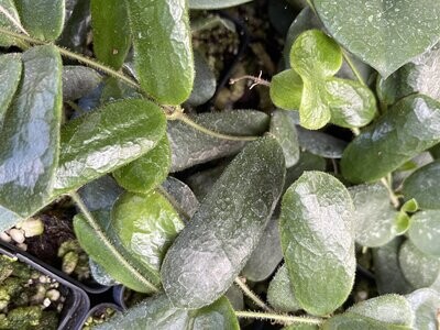 Hoya rotuniflora