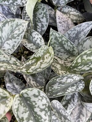 Scindapsus 'Silver Lady'
