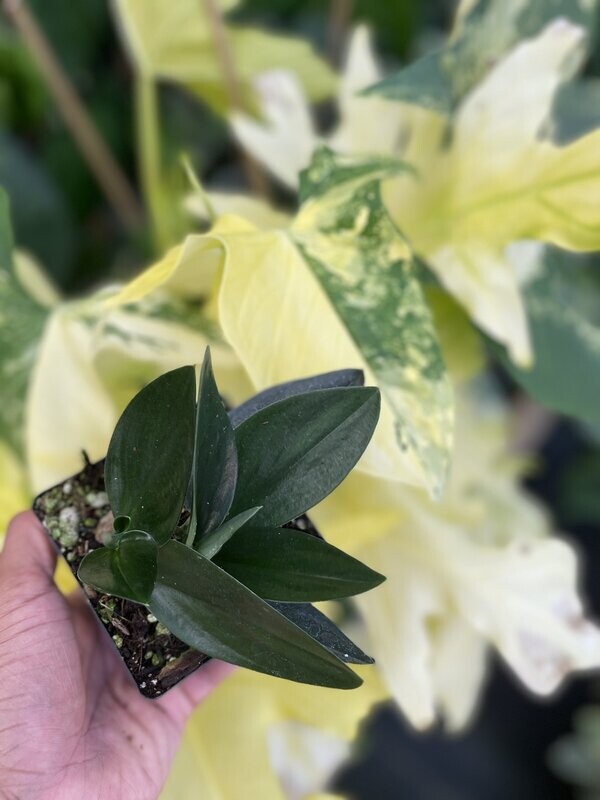 Scindapsus treubii  'Nearly Black'
