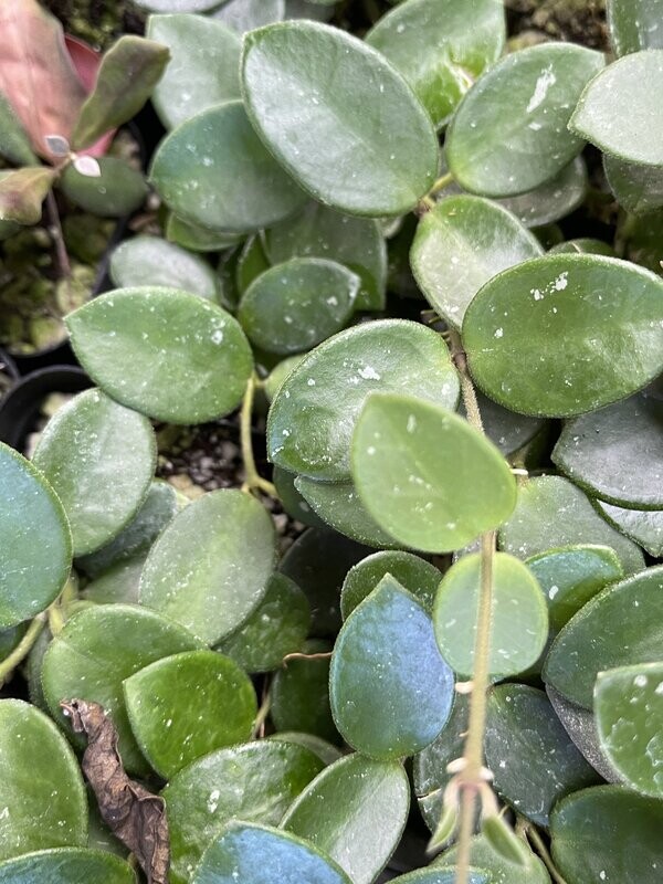 Hoya 'Mathilde'