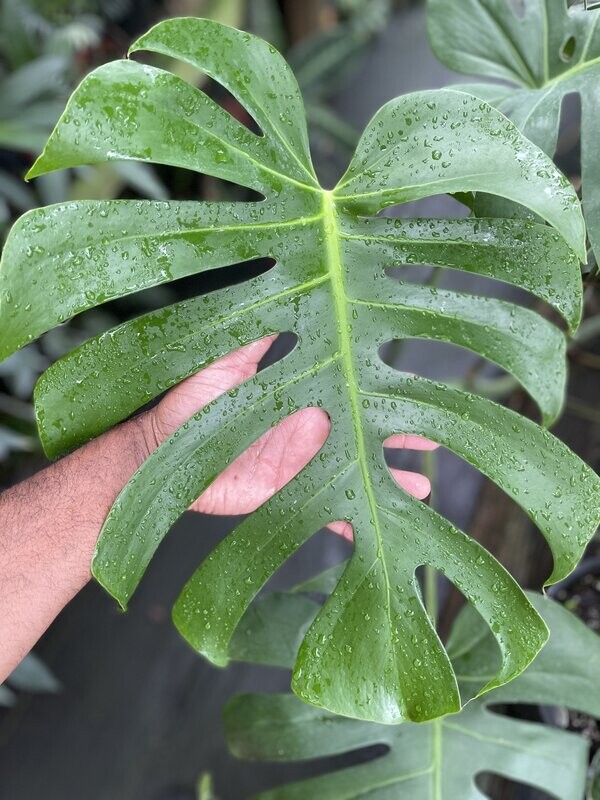 Monstera sierrana BRAZIL FORM single node cuttings