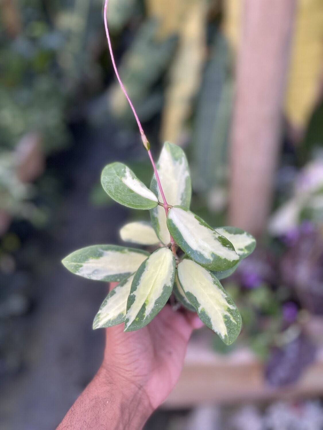 Hoya acuta ‘variegata’