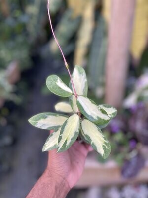 Hoya acuta ‘variegata’