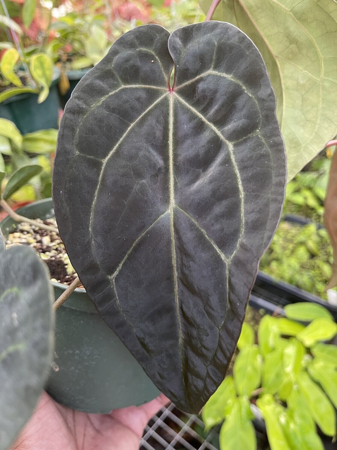 Anthurium 'Ace of spades'