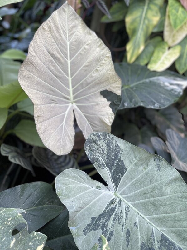 Variegated 'Regal Shields' CORM