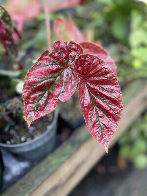 Begonia breverimosa exotica 'RED FORM'
